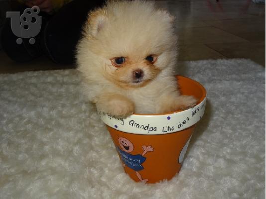 3 Χαριτωμένα Pomeranian κουτάβια να δώσει μακριά αμέσως....